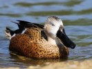 Red Shoveler (WWT Slimbridge April 2011) - pic by Nigel Key